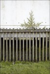 http://jankoehler.eu/files/gimgs/th-8_Zaun.jpg